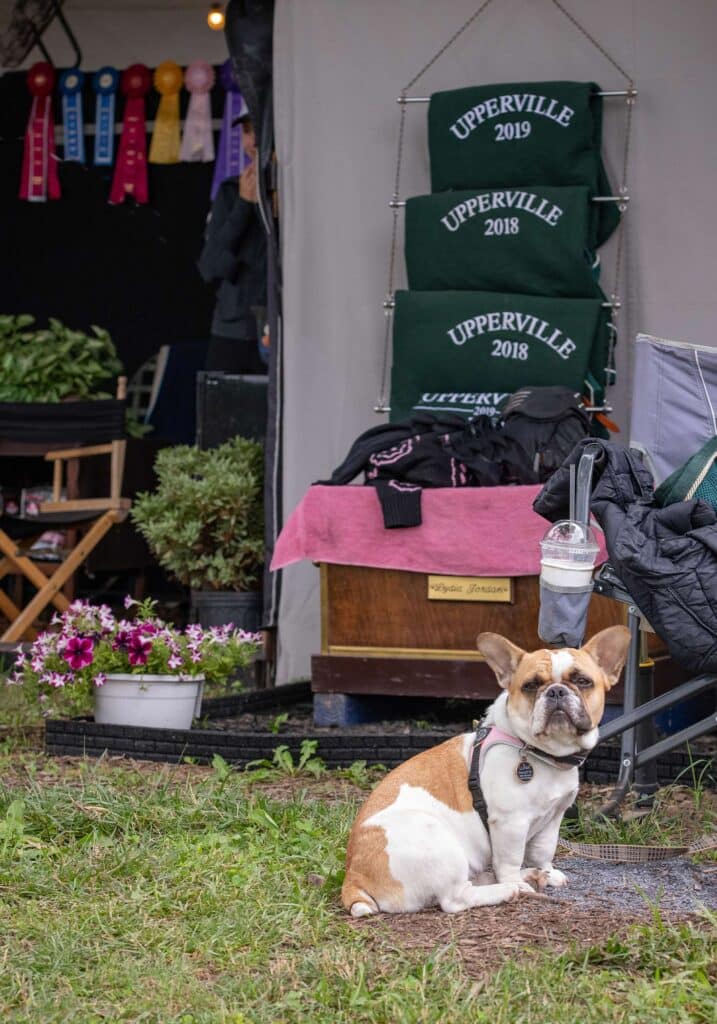 upperville colt & horse show french bulldog