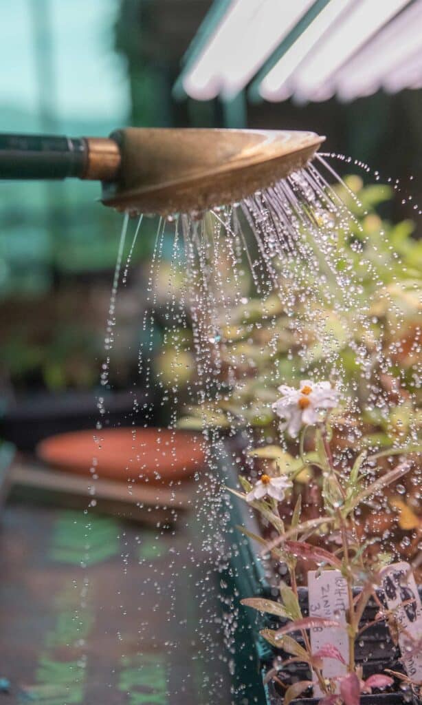 pippin hill farm and vineyards alitex greenhouse interior watering can