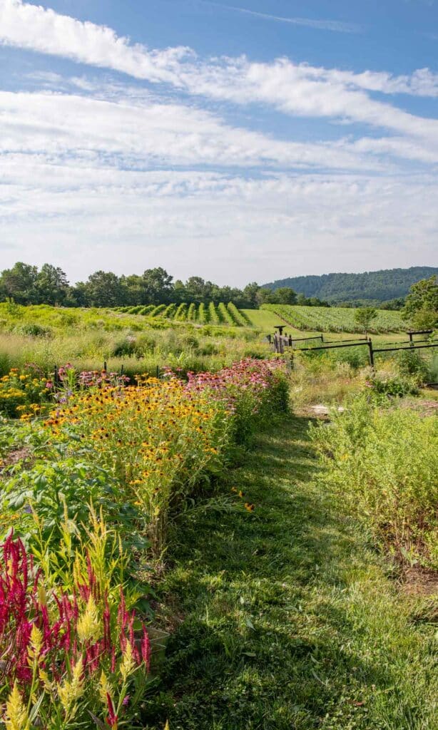 pippin hill farm and vineyards wildflowers