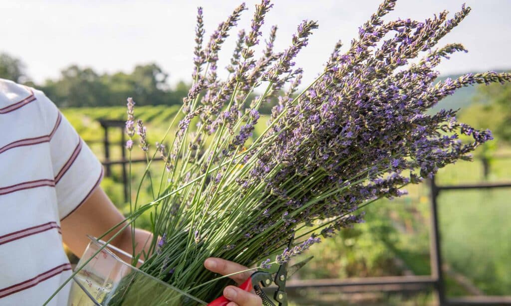 pippin hill farm and vineyards lavender