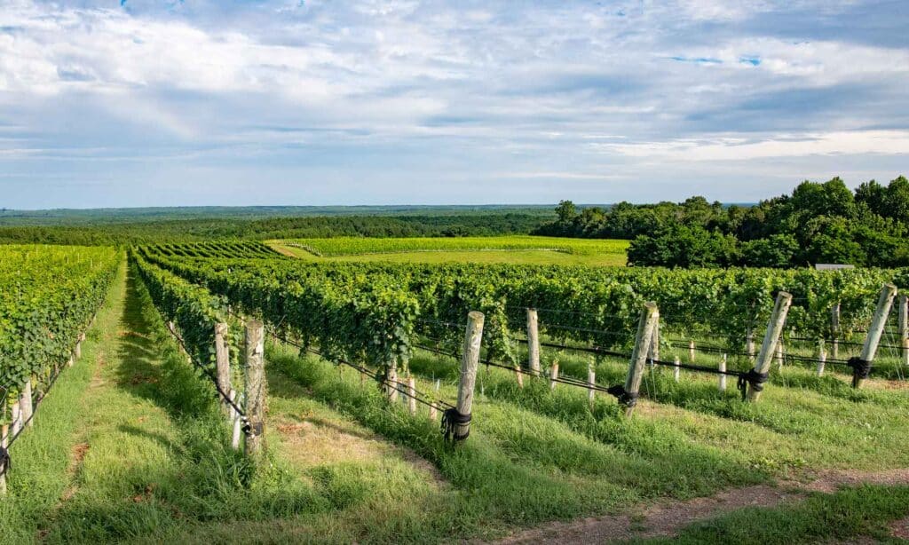 blenheim vineyards vines