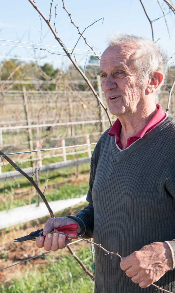 Gabriele Rausse, a Virginia wine pioneer, in the vineyard demonstrating pruning.