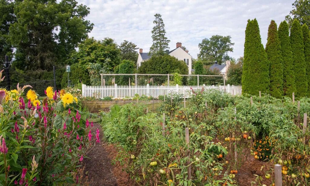 elizabeth locke vegetable garden