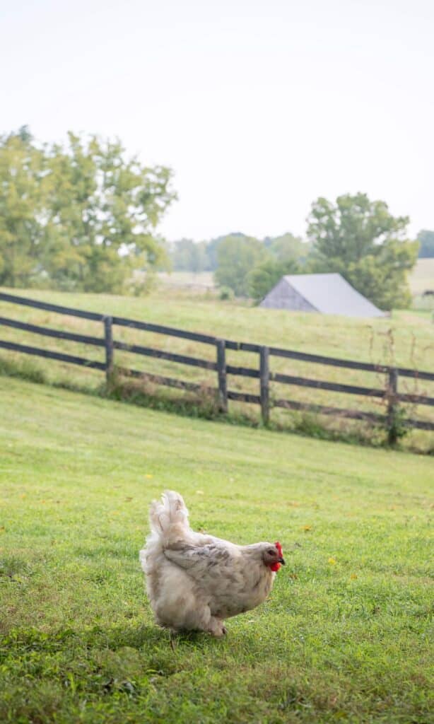 elizabeth locke chicken