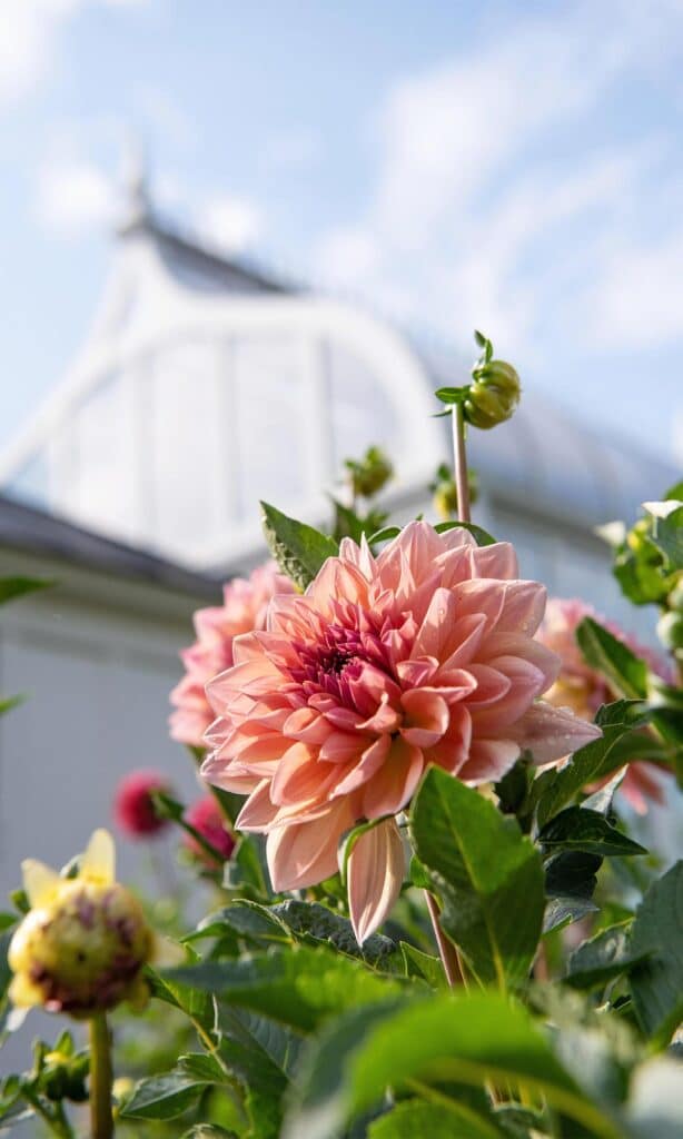 elizabeth locke dahlia garden