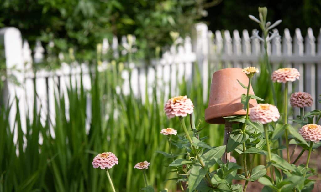 elizabeth locke dahlia garden