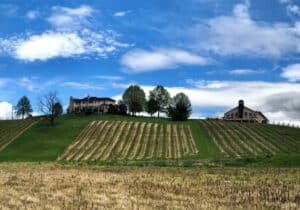 Landscape shot of the Bluestone Vineyard property