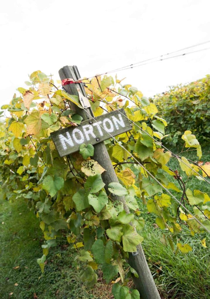 norton grape sign