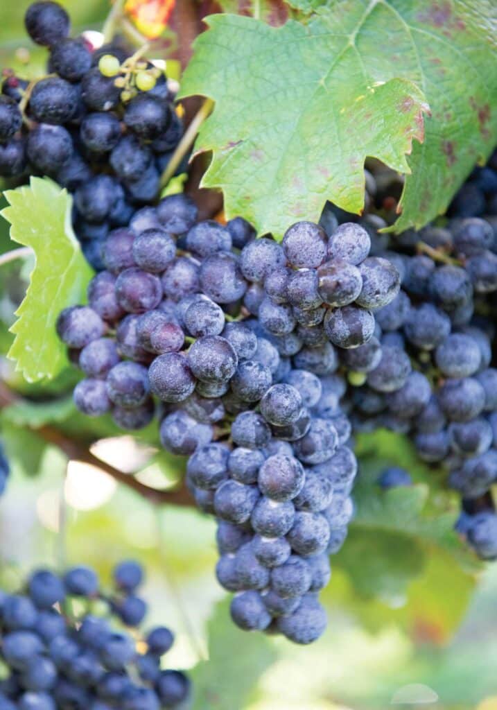 horton cabernet franc grapes