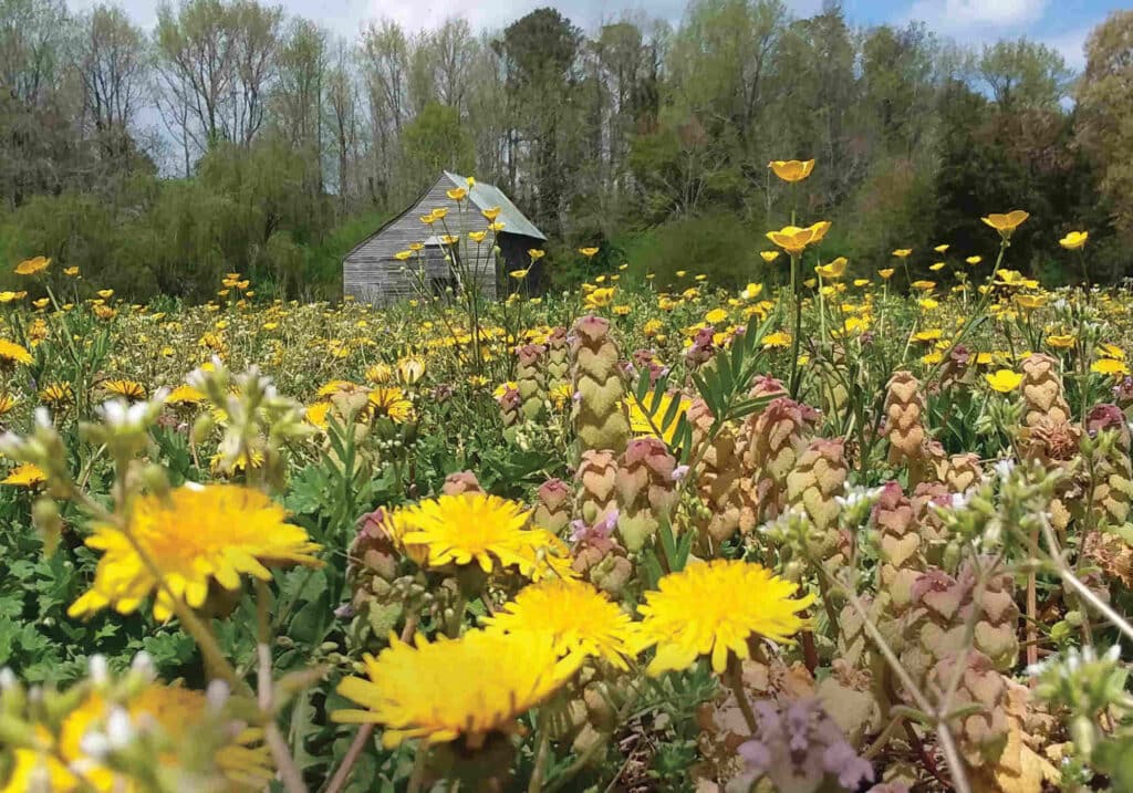 Historic Garden Week Garden Club of Virginia 90th Anniversary