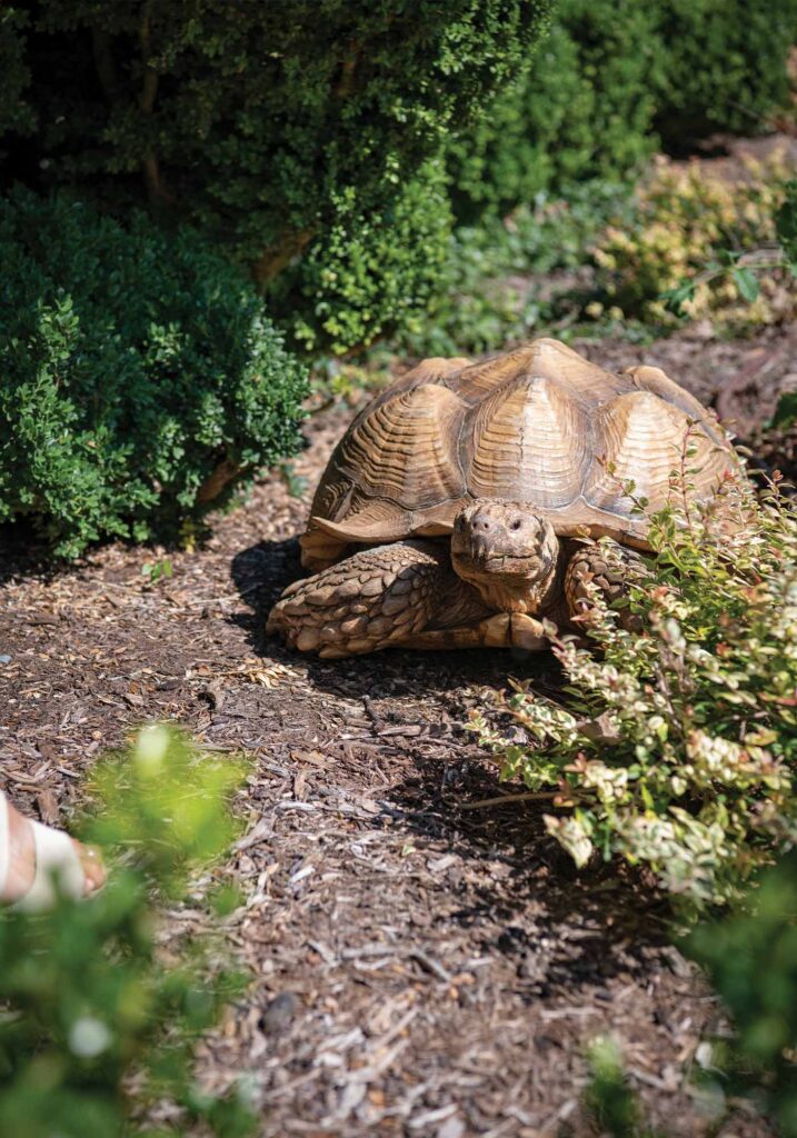 upper bundoran exterior churchill tortoise