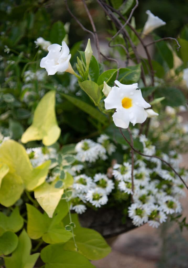 historic waterperry garden exterior flower