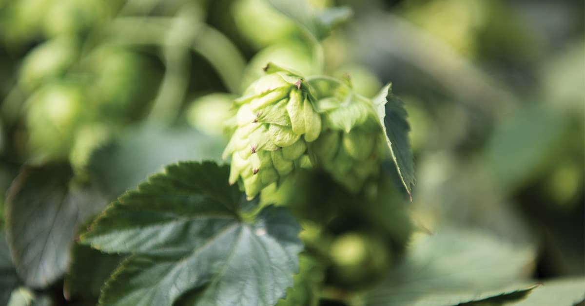 virginia beer growing hops brewer hop stan driver