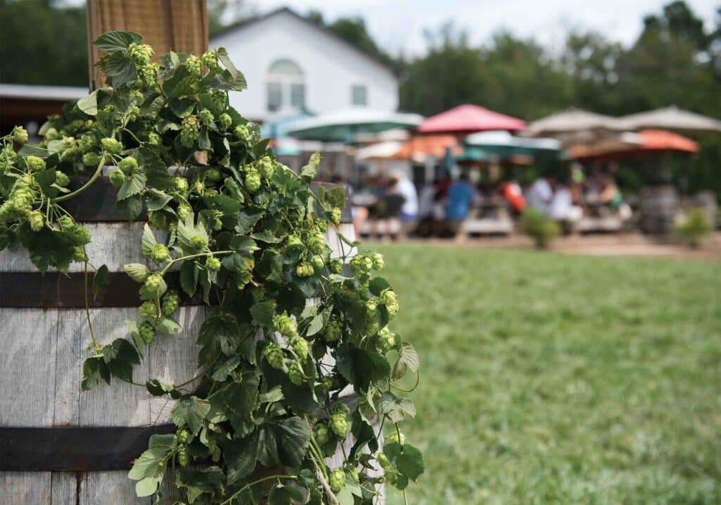 virginia beer growing hops brewer hop stan driver