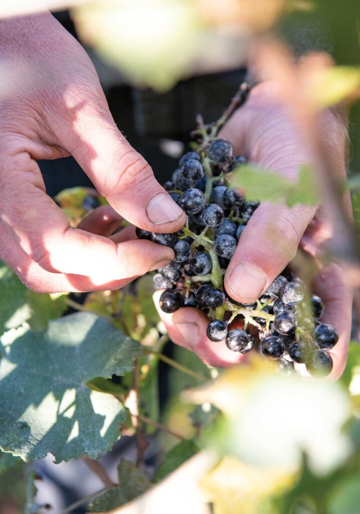 Early Mountain winery red grapes in hand closeup