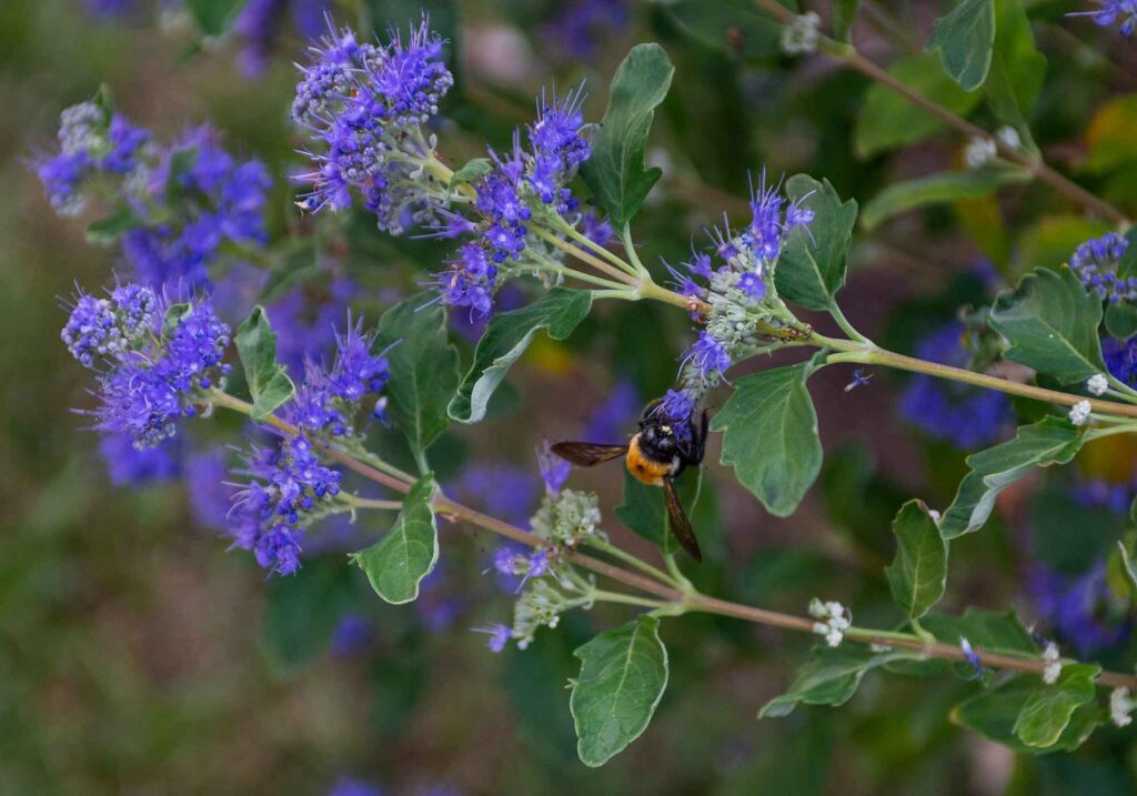 Historic Garden Week, Garden Club of Virginia 2023, Flora catmint and bee