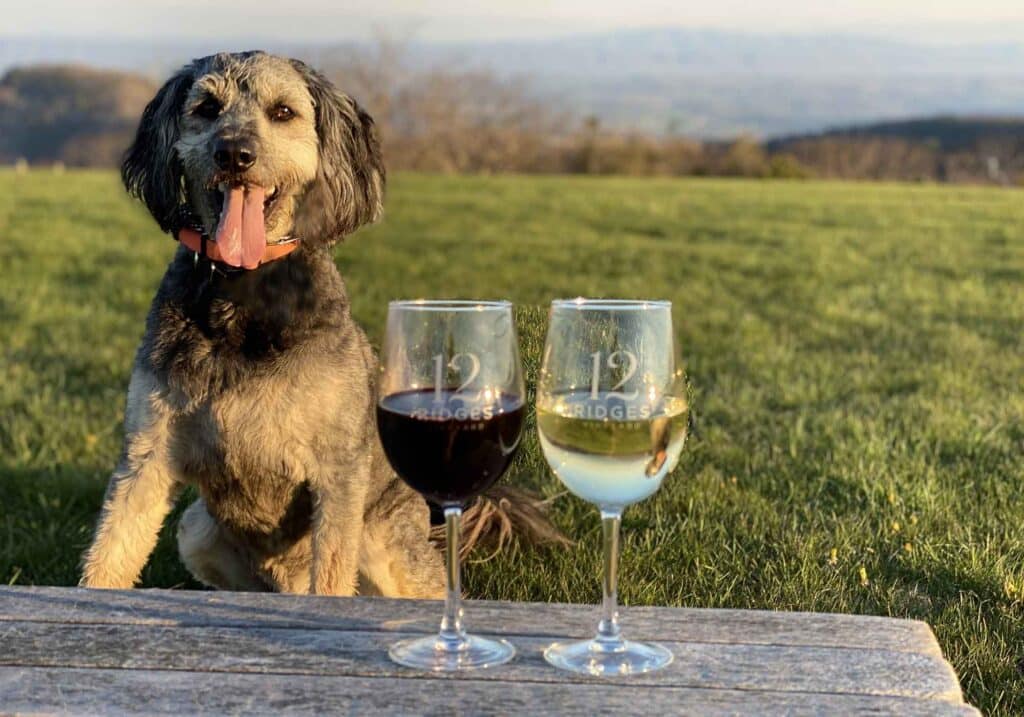 Photo of a dog and 2 glasses of wine at 12 Ridges Vineyard