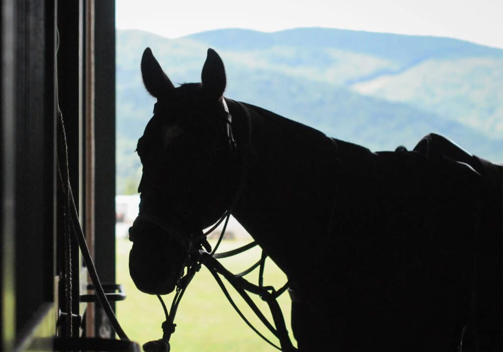 polo horse in barn King Family polo