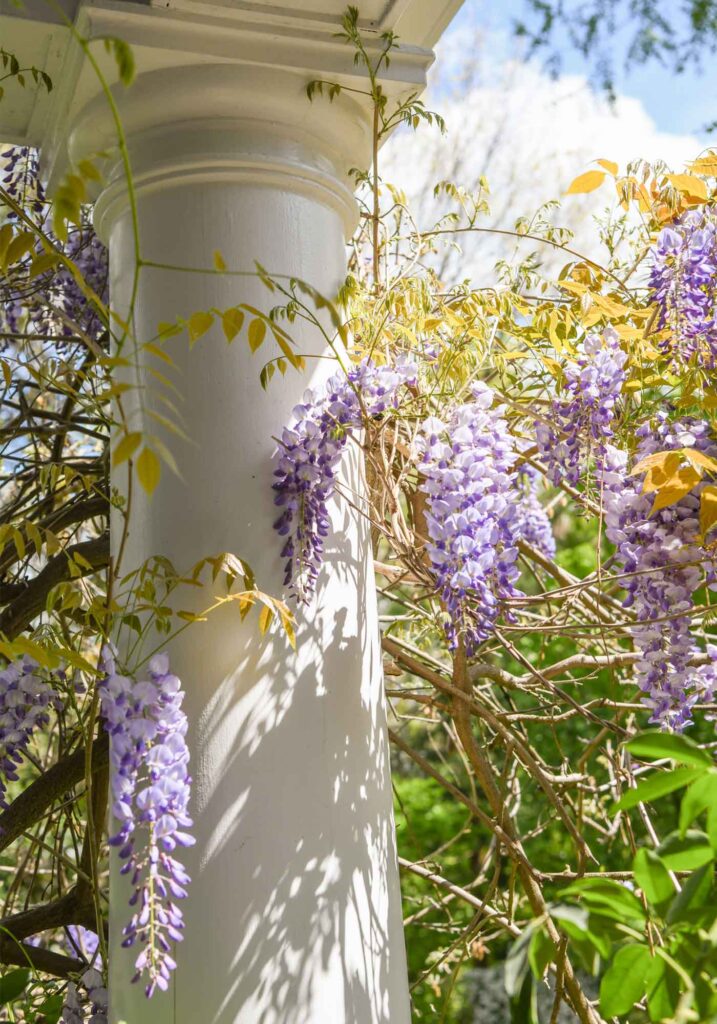 how to grow wisteria