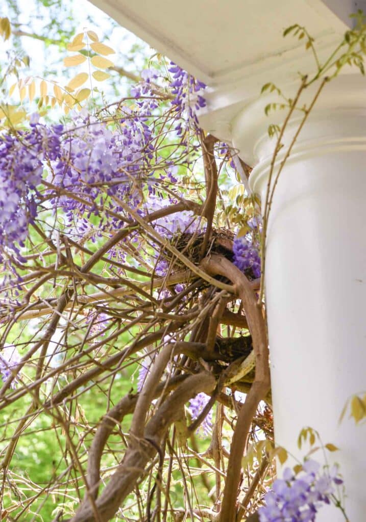 how to grow wisteria