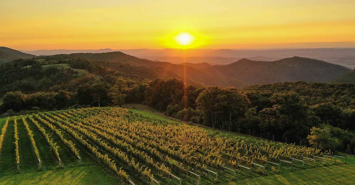 Photo of the vineyard at 12 Ridges at sunset