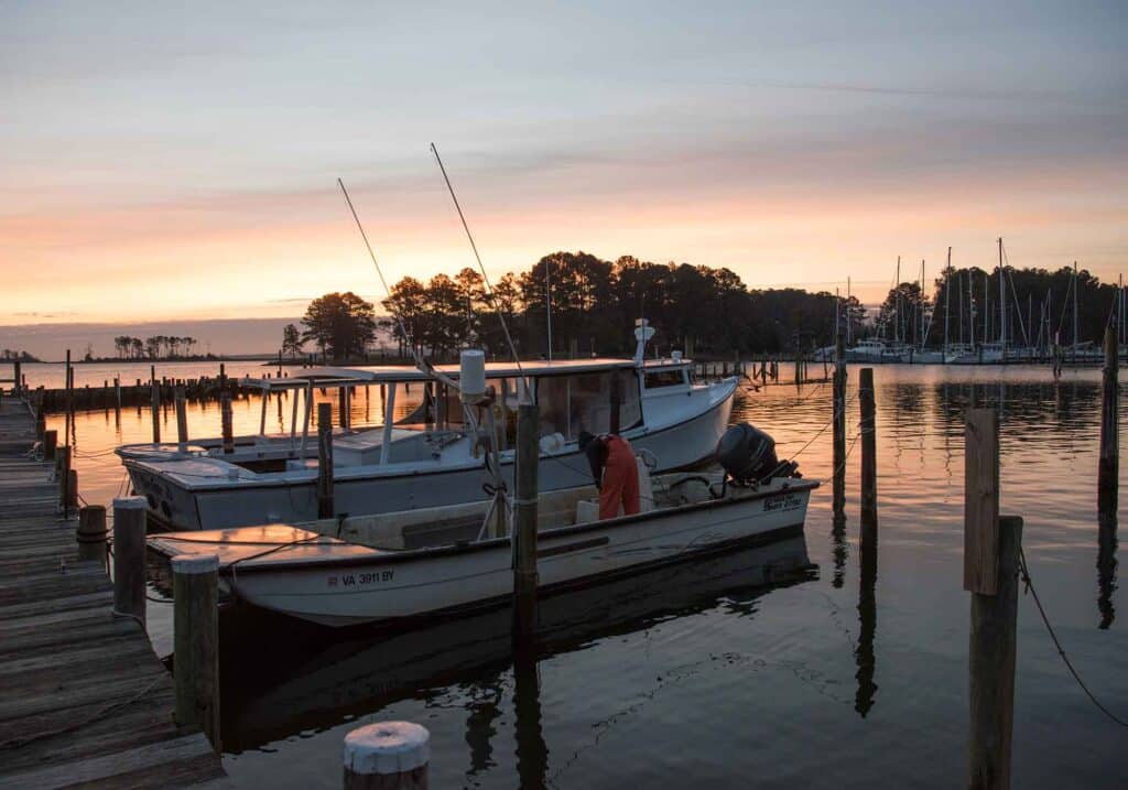 Rappahannock oysters harvesting