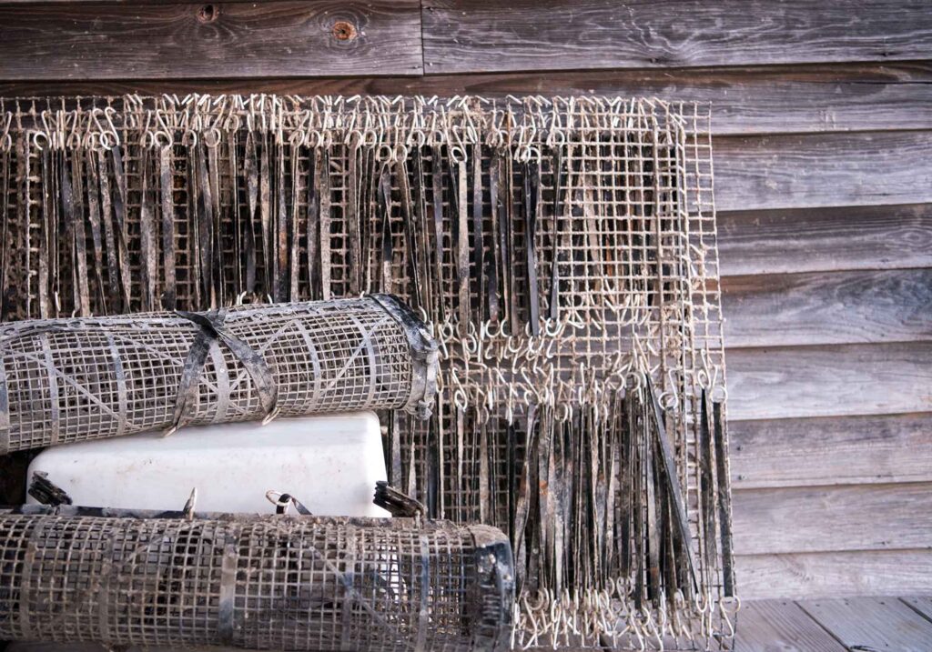 Rappahannock oysters harvesting