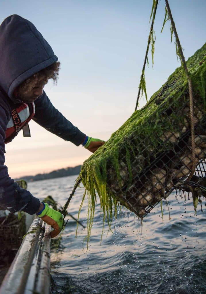 Rappahannock oysters harvesting