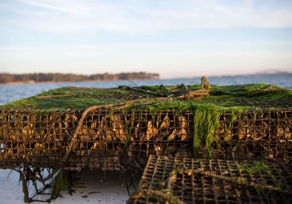 Rappahannock oysters harvesting