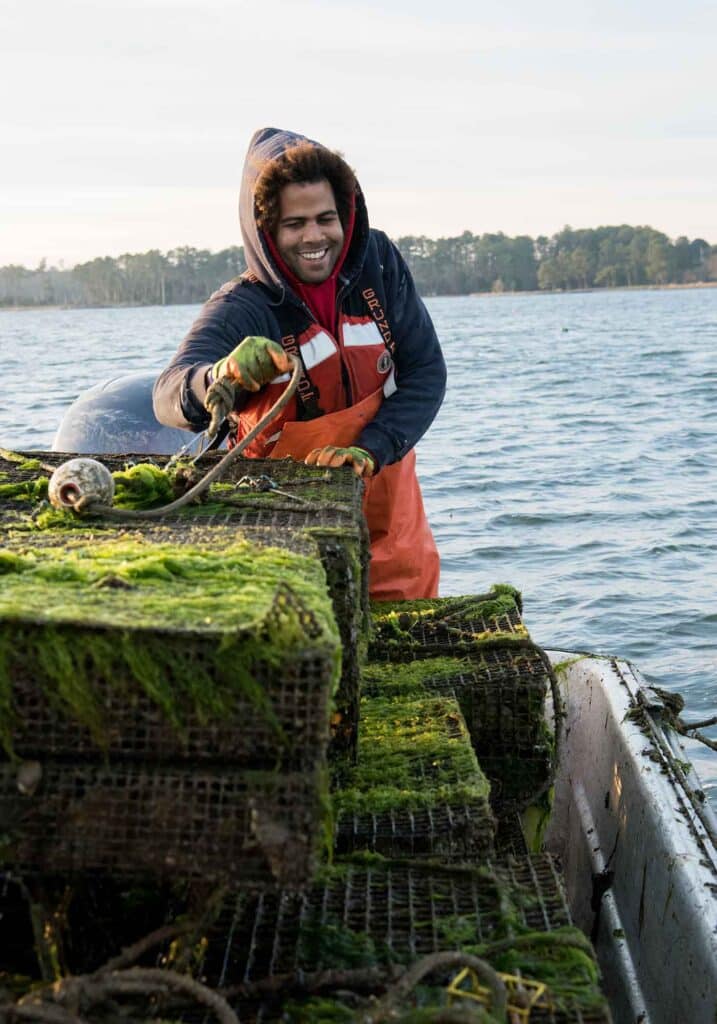 Rappahannock oysters harvesting