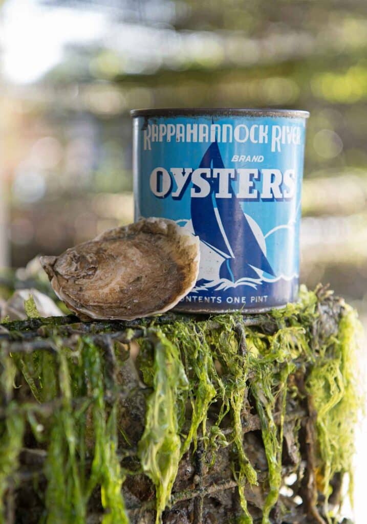 Rappahannock oysters harvesting