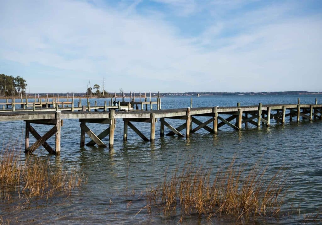 Rappahannock oysters harvesting