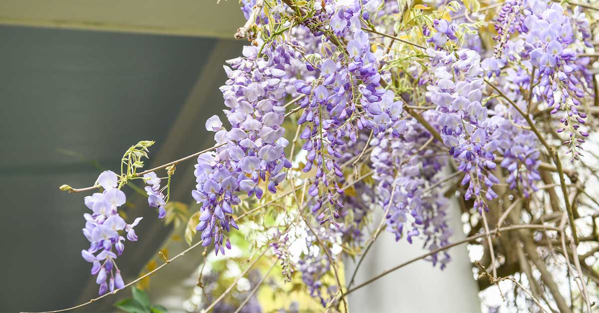 How to grow wisteria