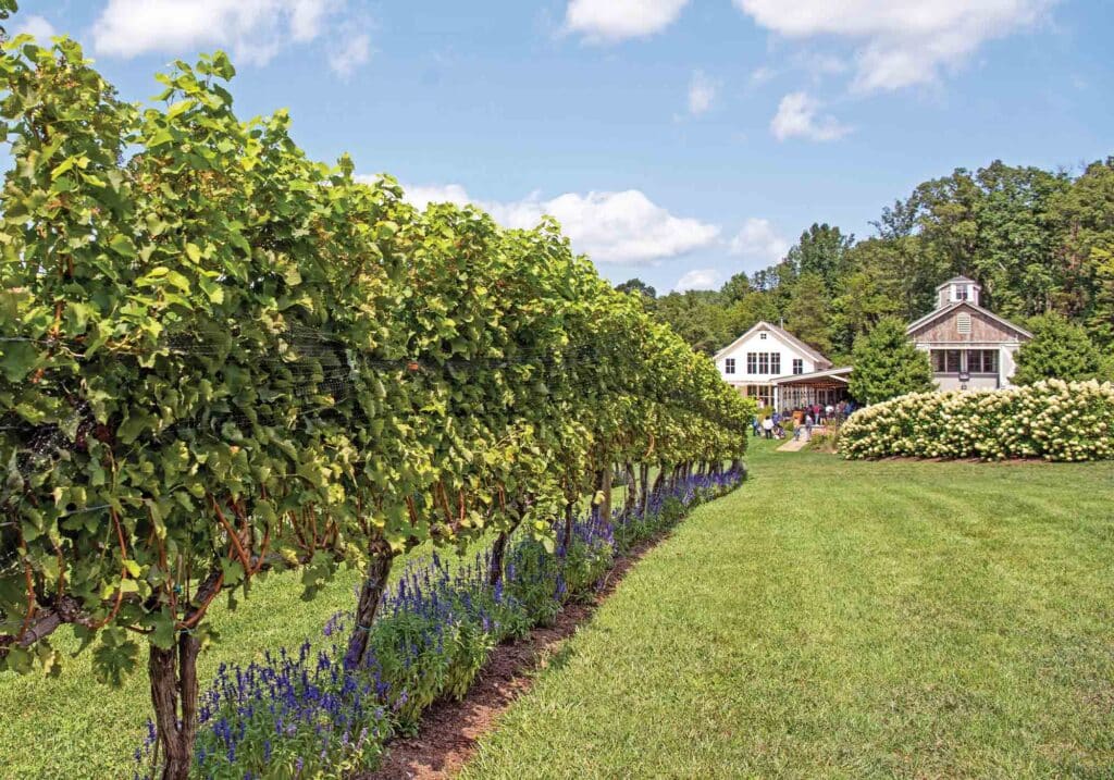 pippin hill farm & vineyards tasting room hydrangea lavender grape vines