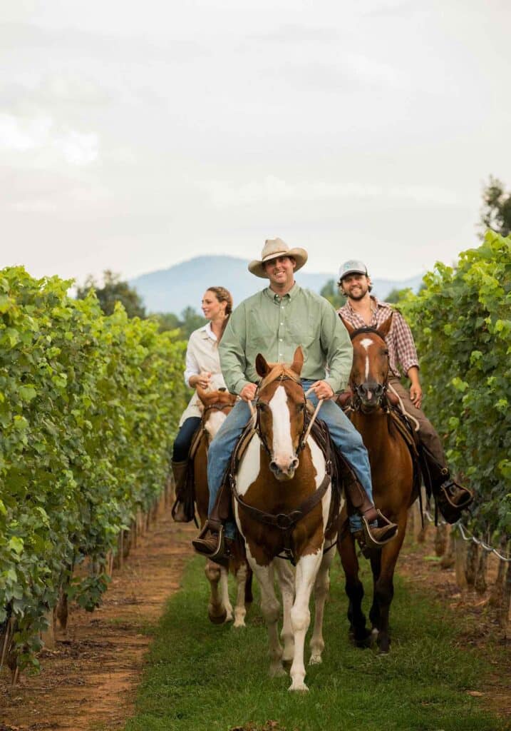 vineyard horse tours