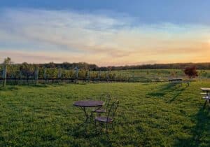 Photo of the grapevines at sunset at Chestnut Oak Vineyards, a Shenandoah Valley winery in Virginia.