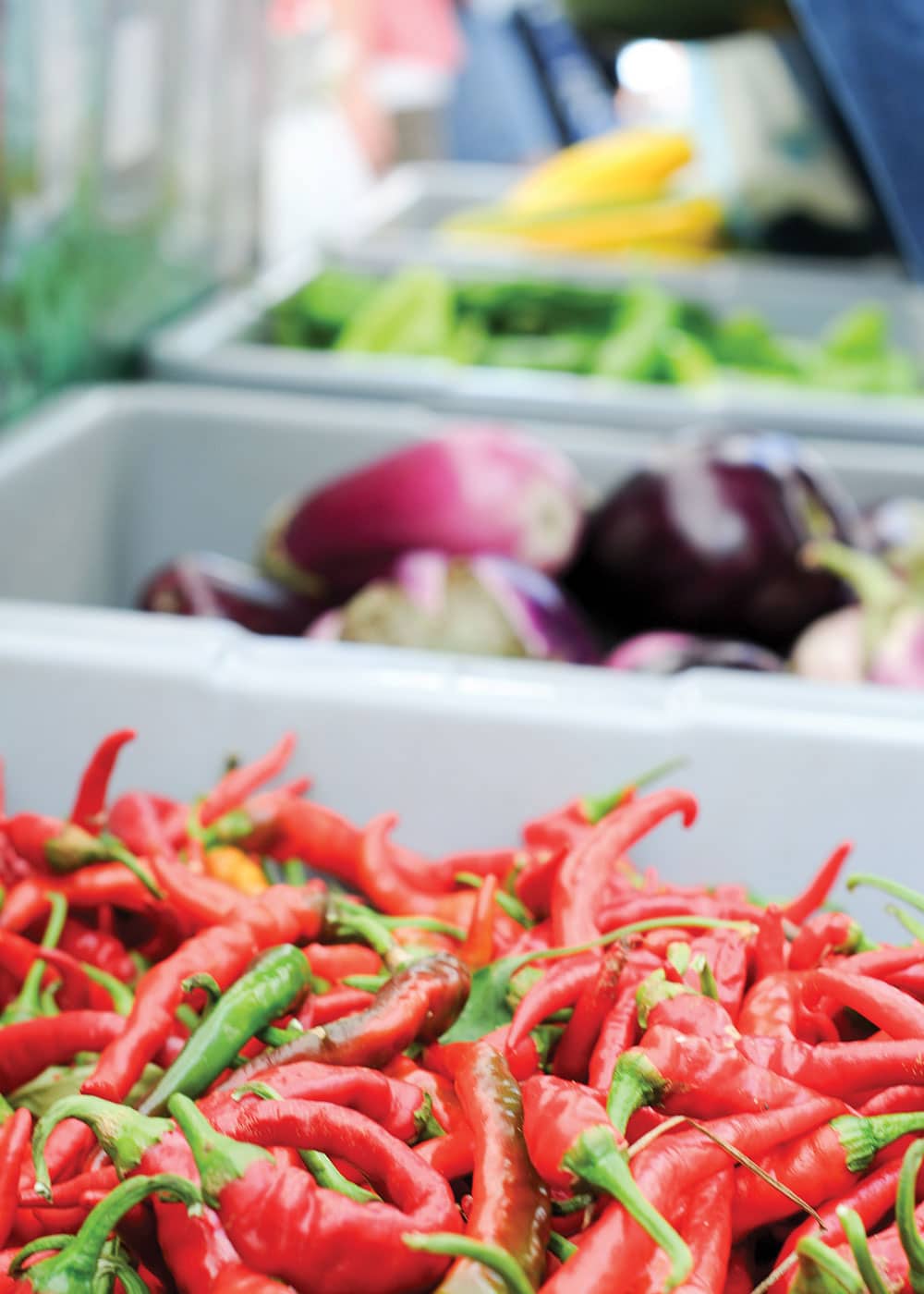 Hot Peppers in Virginia Wine Country