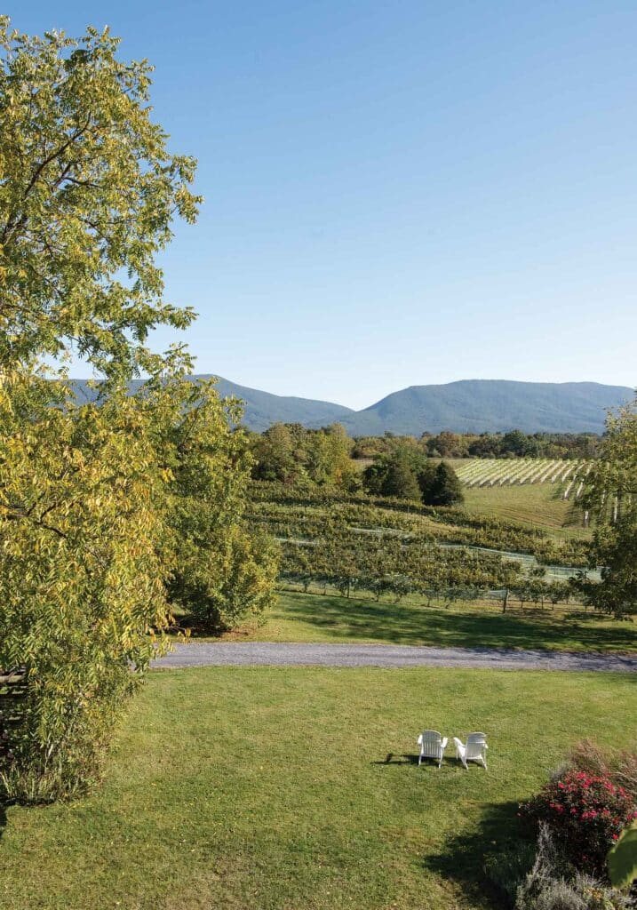 A mountain view beyond the grapevines at Shenandoah Vineyards, a Virginia winery.