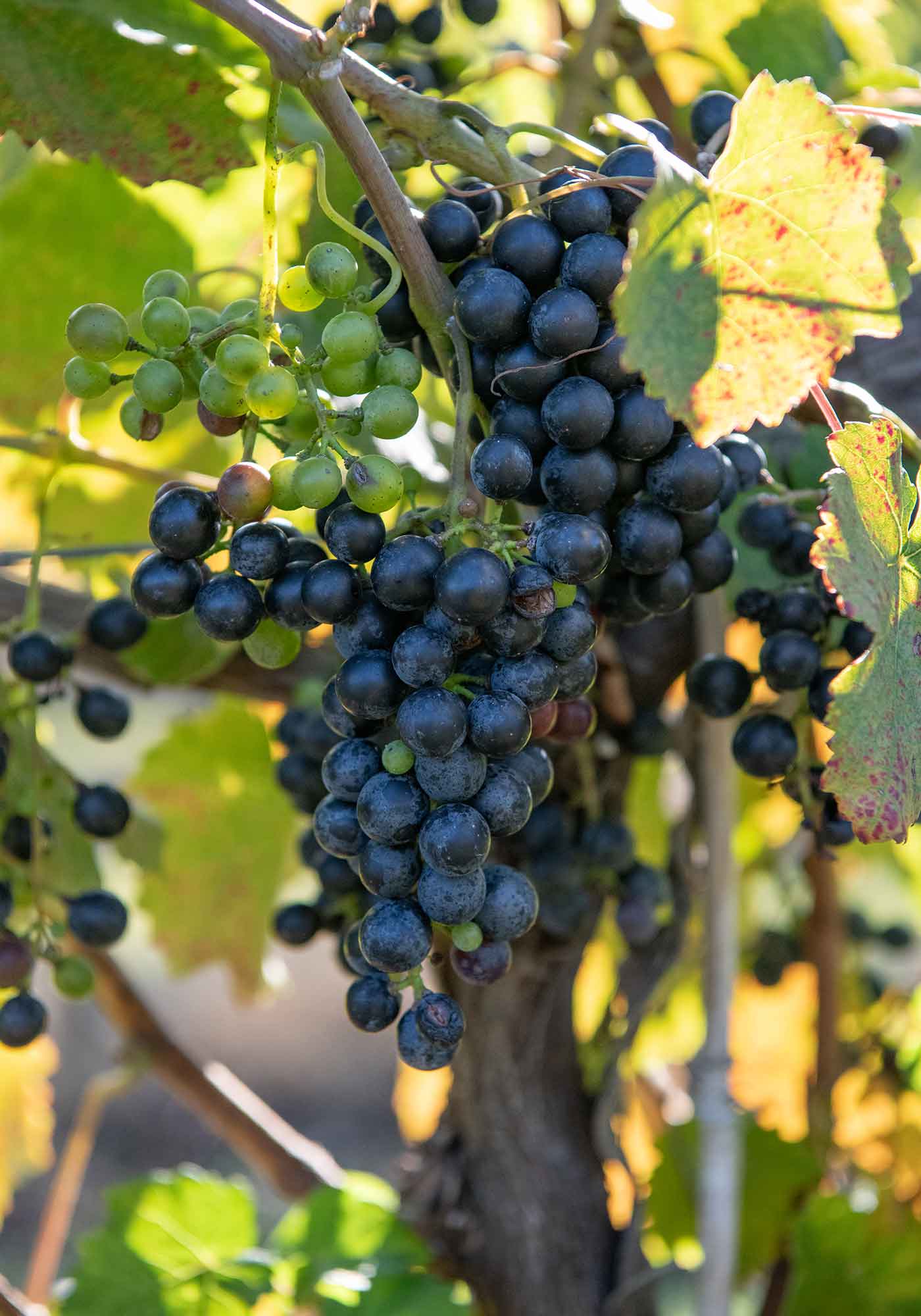 Petite Verdot wine grapes at Southwest Mountains Vineyards, a Charlottesville area winery.