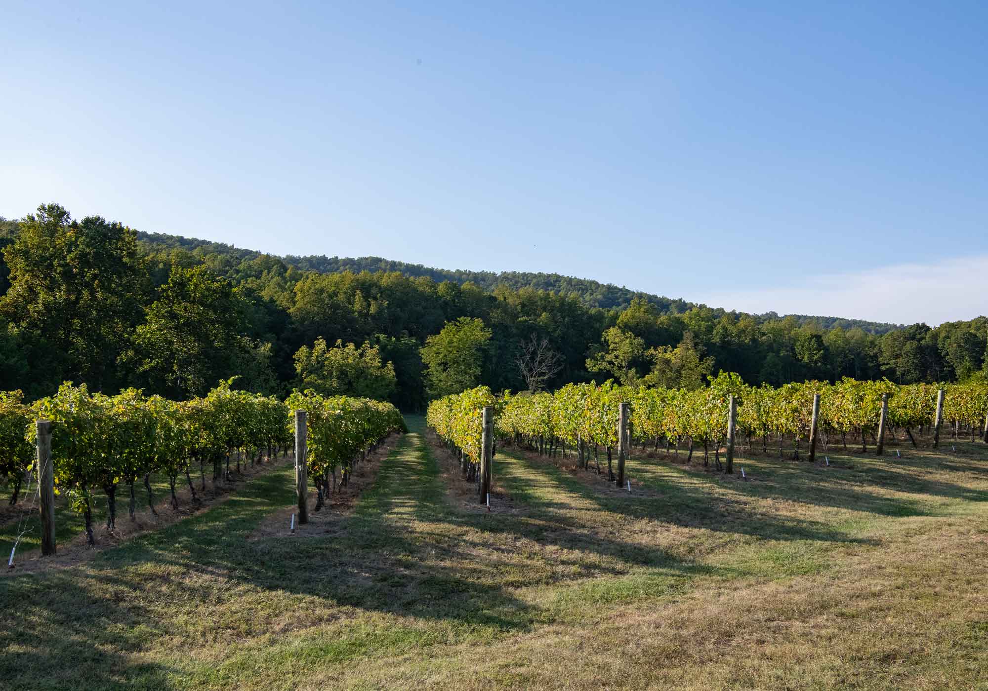 Wine grapes ready for harvesting at Southwest Mountains Vineyards, Keswick, VA along Route 231.