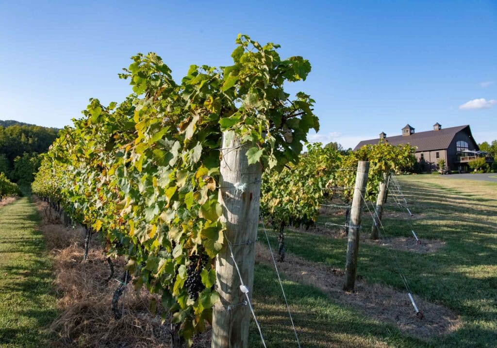 Petite verdot wine grapes ready for harvest at Southwest Mountains Vineyards, Keswick, VA along Route 231. Tasting room in horizon.