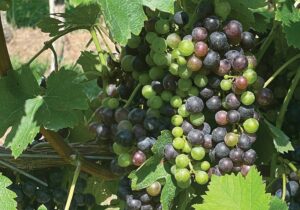 Southwest Mountains Vineyards, Virginia