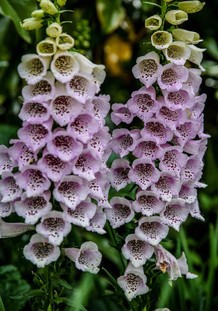 Photo of purple virginia foxglove blooms